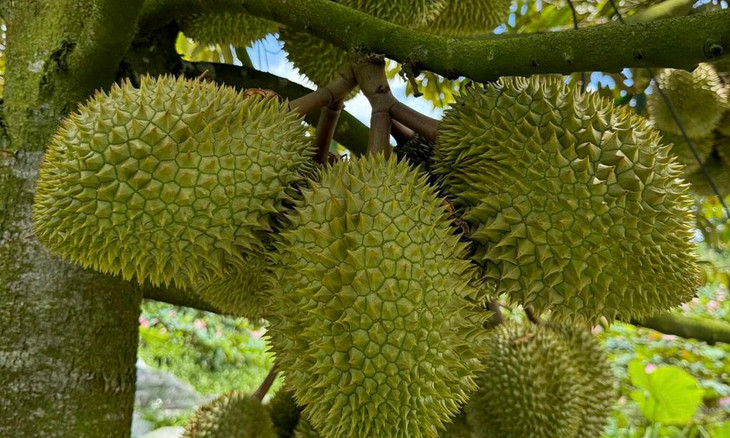 Sầu riêng tại nhà vườn ở miền Tây