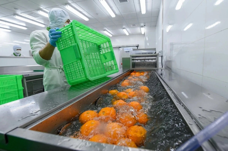 Lần đầu rau quả Việt xuất khẩu vượt kim ngạch tỷ USD