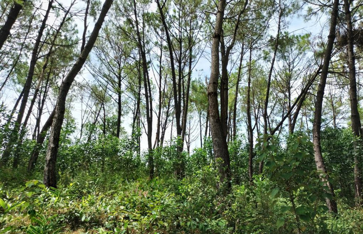 Rừng thông bị đầu độc