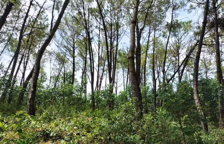 Rừng thông bị đầu độc