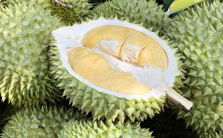 Sầu riêng tại nhà vườn ở miền Tây