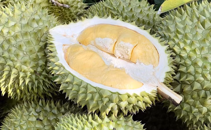 Sầu riêng tại nhà vườn ở miền Tây