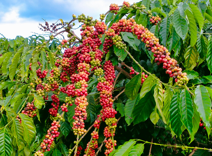 Tính từ đầu năm đến nửa đầu tháng 6, xuất khẩu cà phê của Việt Nam đạt hơn 862.400 tấn