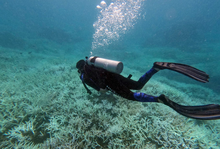 Nhiều khu vực bảo tồn biển ở Côn Đảo sẽ hạn chế lặn ngắm san hô