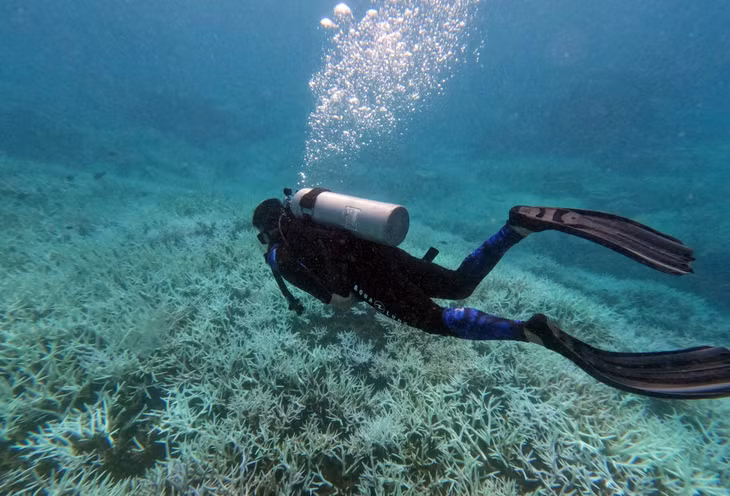 Nhiều khu vực bảo tồn biển ở Côn Đảo sẽ hạn chế lặn ngắm san hô