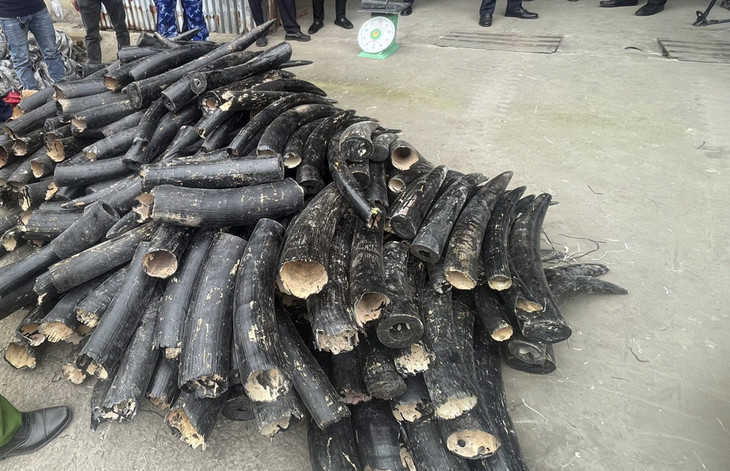 Ngà voi tang vật được sơn đen hòng trốn tránh sự kiểm soát của cơ quan chức năng. Ảnh: Cục Hải quan Hải Phòng