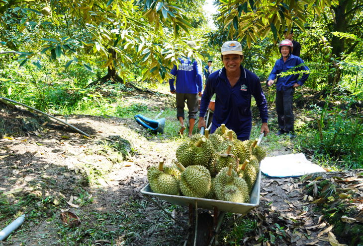 Thu hoạch sầu riêng tại thị xã Cai Lậy, Tiền Giang