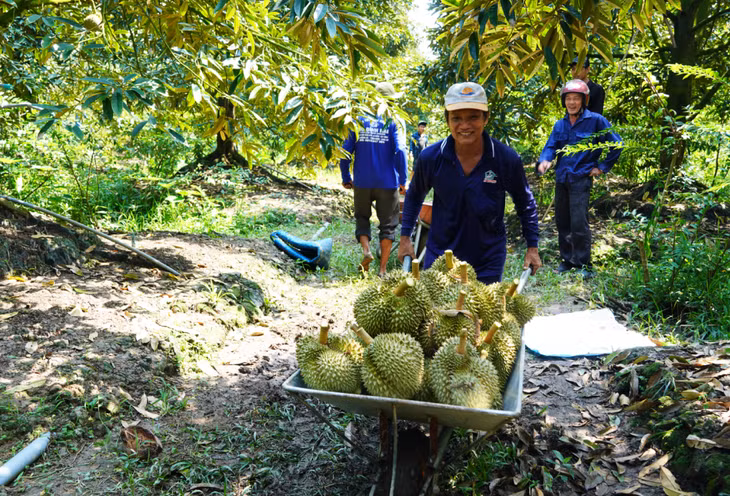Thu hoạch sầu riêng tại thị xã Cai Lậy, Tiền Giang