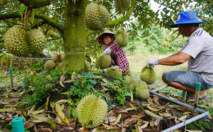 Thu hoạch sầu riêng tại huyện Cai Lậy, tỉnh Tiền Giang Thu hoạch sầu riêng tại huyện Cai Lậy, tỉnh Tiền Giang