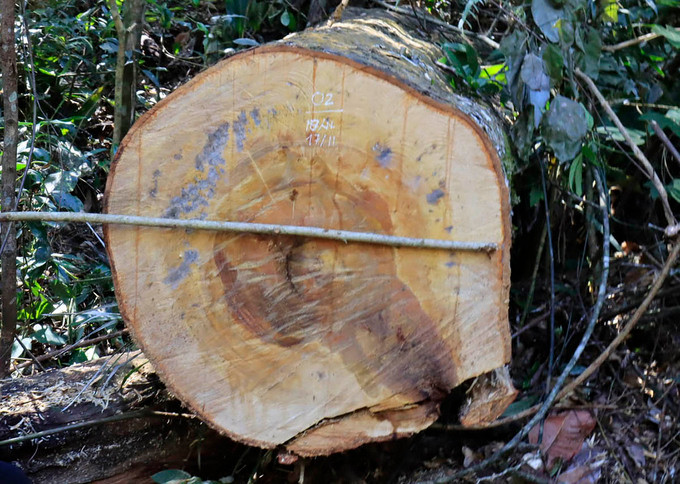 Nhiều thớ gỗ bị xẻ chưa kịp đưa ra khỏi rừng