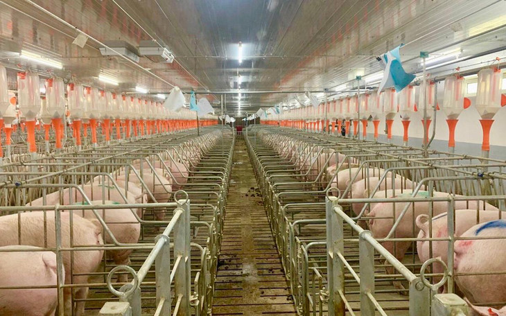 Nhiều doanh nghiệp lớn đầu tư hàng nghìn tỷ đồng vào mảng chăn nuôi Nhiều doanh nghiệp lớn đầu tư hàng nghìn tỷ đồng vào mảng chăn nuôi