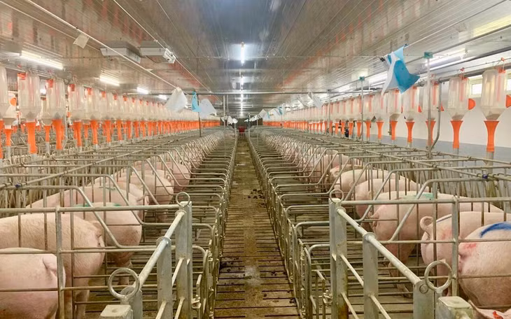 Nhiều doanh nghiệp lớn đầu tư hàng nghìn tỷ đồng vào mảng chăn nuôi