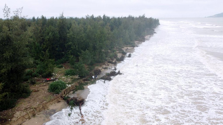 Nhiều cây phi lao tại rừng phòng hộ ven biển từ thôn Tân Ninh Châu đến Hội Thủy, xã Xuân Hội, huyện Nghi Xuân, tỉnh Hà Tĩnh bị sóng quật đổ