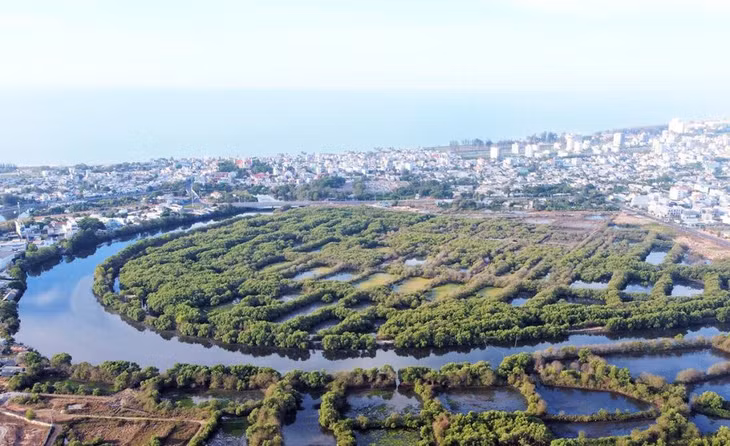 Rừng ngập mặn Phan Thiết rộng hơn 32 ha đang được xem xét bảo vệ