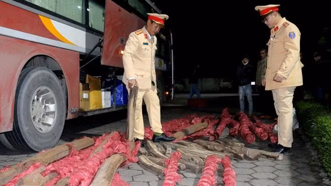 Chiếc xe khách chở lậu gần 1 tấn gỗ trắc bị bắt giữ