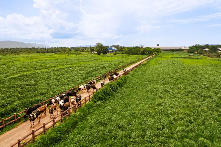 100% diện tích trồng trọt của Vinamilk được canh tác theo phương pháp hữu cơ và vận dụng vòng tuần hoàn đất. Cánh đồng lúa ST25 chuẩn Organic Châu Âu, một ví dụ điển hình cho sự hồi sinh của những vùng đất cằn cỗi.