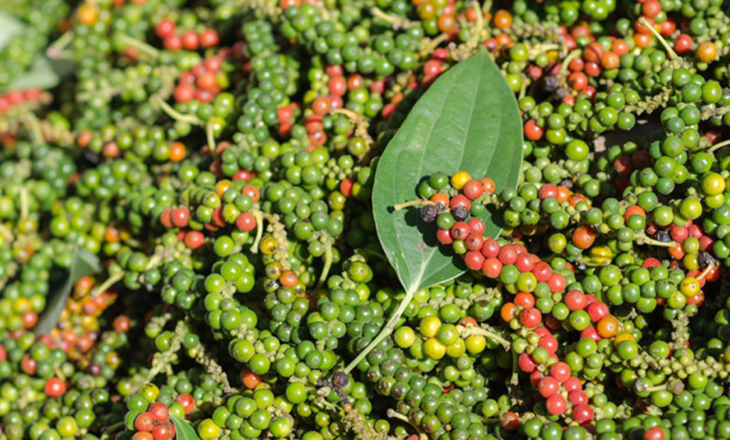 Hạt tiêu tại nhà vườn ở Tây Nguyên