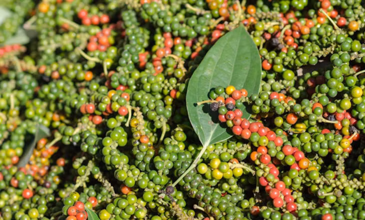 Hạt tiêu tại nhà vườn ở Tây Nguyên