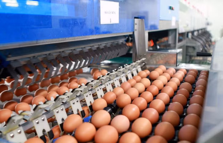 Sản phẩm trứng gà sạch Freskan