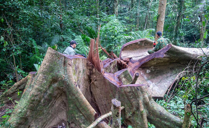 Nhà chức trách ghi nhận 89 cây gỗ bị đốn hạ ở rừng đặc dụng bắc Hướng Hóa Nhà chức trách ghi nhận 89 cây gỗ bị đốn hạ ở rừng đặc dụng bắc Hướng Hóa