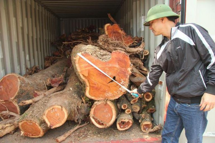 Cận cảnh lô gỗ sưa nằm bên trong container