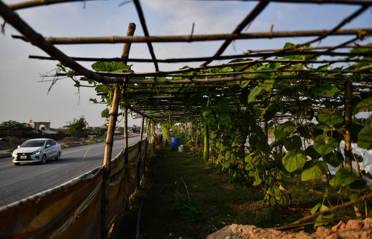 Dải phân cách giữa tuyến được họ tận dụng để trồng nhiều loại rau.
