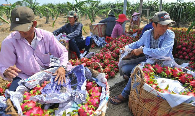 Cơ quan chức năng đề nghị các doanh nghiệp xuất khẩu thanh long chủ động tiêu thụ trong thị trường nội địa, hạn chế đưa hàng lên cửa khẩu