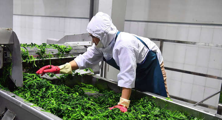 Việt Nam đặt mục tiêu xuất khẩu sản phẩm trồng trọt trên 26 tỷ USD năm 2030