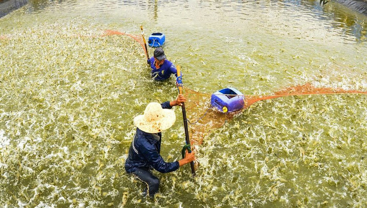 Quy trình nuôi tôm công nghệ cao ở TP. Bạc Liêu