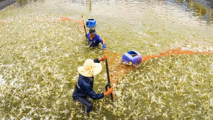 Quy trình nuôi tôm công nghệ cao ở TP. Bạc Liêu