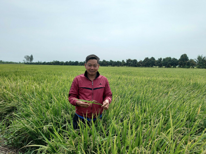 Nông dân Lưu Văn Đình trên cánh đồng lúa khi sử dụng sản phẩm NPK Phú Mỹ