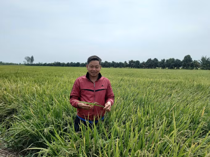 Nông dân Lưu Văn Đình trên cánh đồng lúa khi sử dụng sản phẩm NPK Phú Mỹ