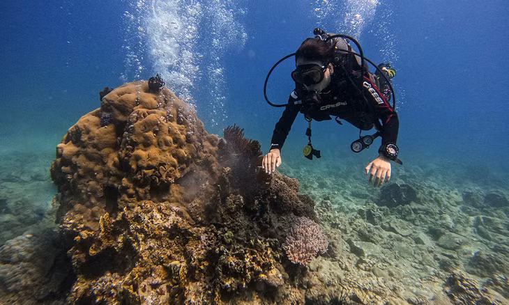 Khách du lịch lặn biển ở khu bảo tồn Hòn Mun