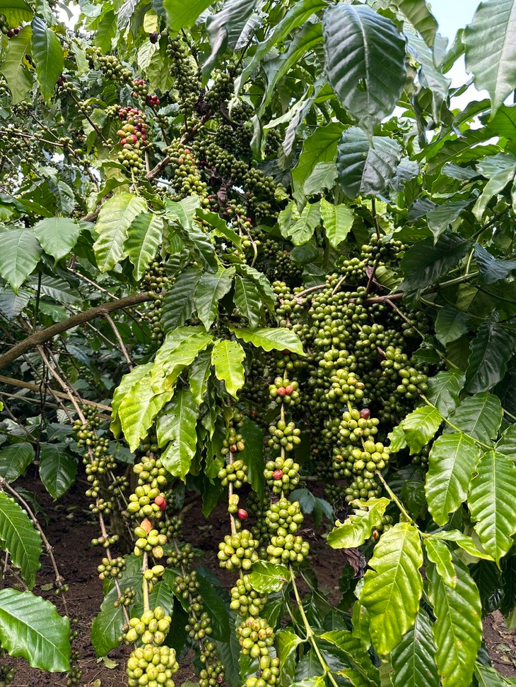 Cà phê &quot;đóng cục&quot; chi chít trên vườn cà phê mô hình bón phân Phú Mỹ