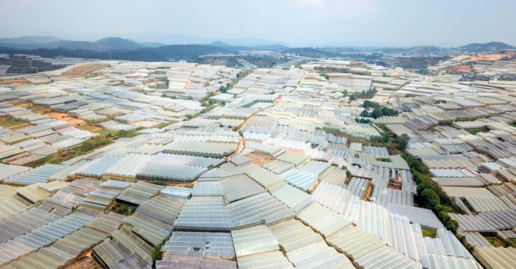 TP. Đà Lạt bị bủa vây bởi nhà kính trồng hoa và rau TP. Đà Lạt bị bủa vây bởi nhà kính trồng hoa và rau