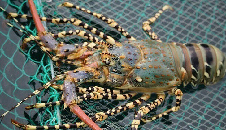 Tôm hùm bông nuôi ở Phú Yên