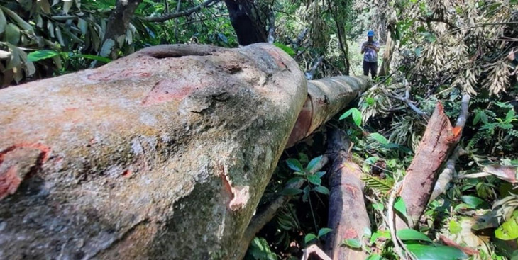 Hạt Kiểm lâm huyện Bắc Trà My đã ra quyết định khởi tố vụ án phá rừng, khai thác gỗ trái phép tại xã Trà Bui, huyện Bắc Trà My, tỉnh Quảng Nam