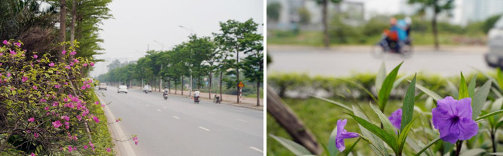 Tuyến đường có dải phân cách rộng 5-7m, được trồng cây cọ dầu, bàng lá nhỏ Đài Loan và các loài hoa nở theo mùa.