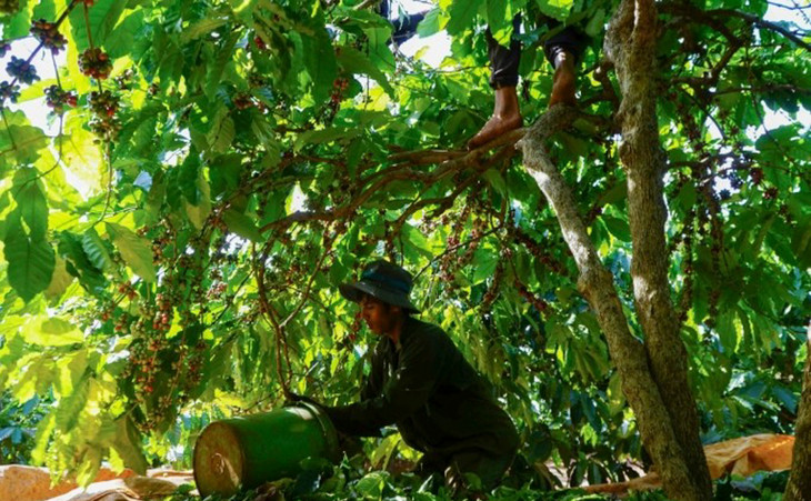 Thu hoạch cà phê muộn ở Gia Lai