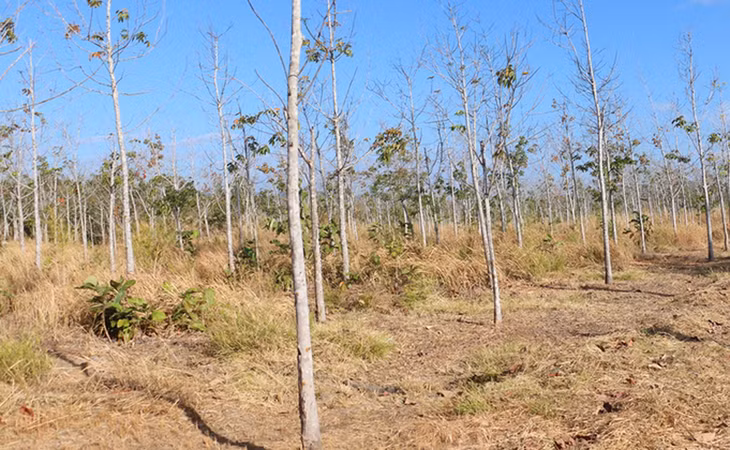 Yêu cầu thu hồi gần 900 ha dự án trồng cao su trên đất rừng nghèo ở Gia Lai. Ảnh minh họa