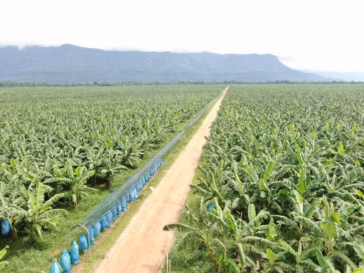 HAGL Agrico có nhiều dự án lớn đang phát triển tại Lào, Campuchia