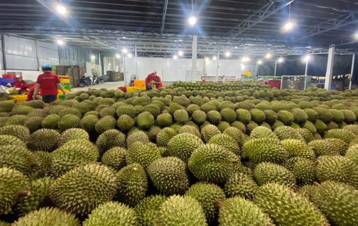 Sầu riêng nhập kho để đóng container xuất khẩu sang Trung Quốc