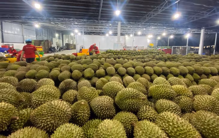 Sầu riêng nhập kho để đóng container xuất khẩu sang Trung Quốc