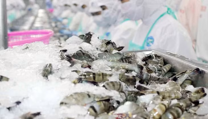 Tháng 1, xuất khẩu tôm đạt 242 triệu USD, tăng 71% so với cùng kỳ 2023