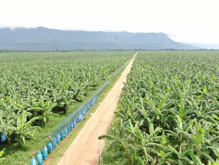 HAGL Agrico có nhiều dự án lớn đang phát triển tại Lào, Campuchia HAGL Agrico có nhiều dự án lớn đang phát triển tại Lào, Campuchia