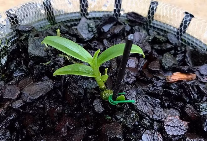 Mầm lan đột biến từ chậu lan "Bướm đại ngàn" vừa được đấu giá thành công với giá 11,7 tỷ đồng