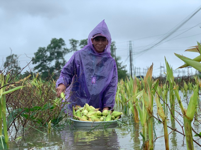 Bão số 6 và áp thấp nhiệt đới gây nhiều thiệt hại cho người dân Quảng Ngãi