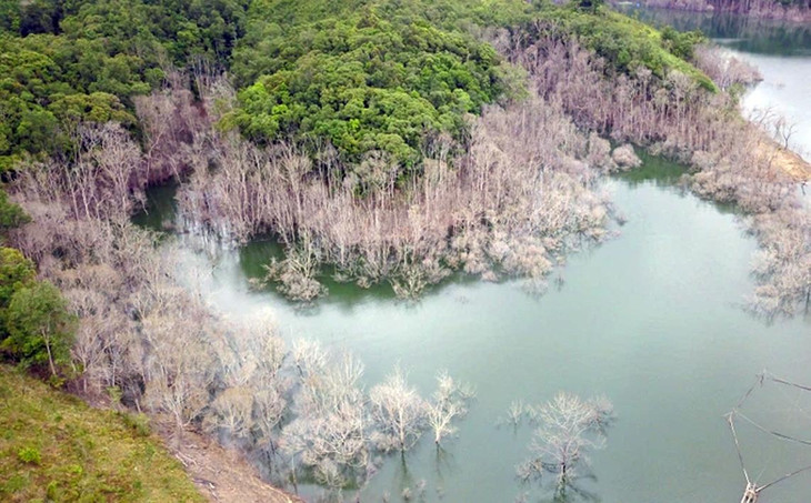 Hàng chục ha rừng thuộc lâm phần quản lý của Công ty TNHH MTV Lâm nghiệp Kon Plông bị nước dâng ngập chết