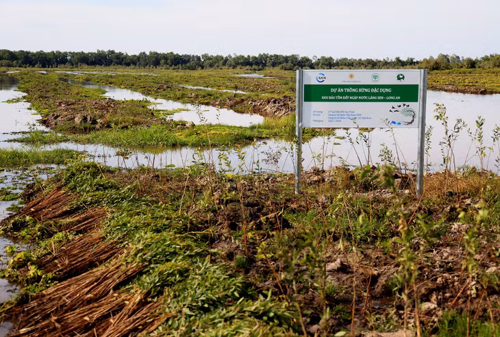 Phục hồi 17 ha rừng tràm ở Láng Sen: Các doanh nghiệp chung tay bảo vệ môi trường ảnh 1