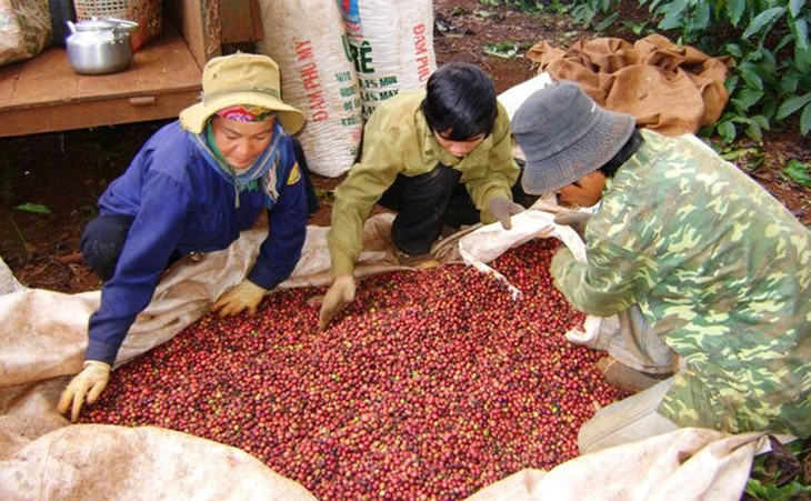 Giá cà phê xuất khẩu của Việt Nam đang tăng lên mức cao nhất trong vòng 30 năm trở lại đây Giá cà phê xuất khẩu của Việt Nam đang tăng lên mức cao nhất trong vòng 30 năm trở lại đây